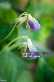 Attēlu rezultāti vaicājumam “Viola uliginosa bud”