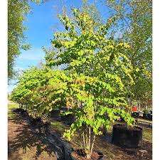 Attēlu rezultāti vaicājumam “Cercidiphyllum japonicum”
