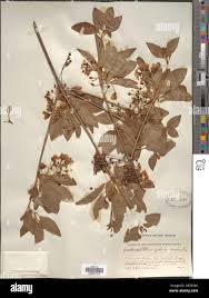 Attēlu rezultāti vaicājumam “Enkianthus chinensis”