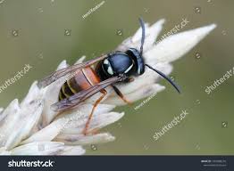 Attēlu rezultāti vaicājumam “Vespula rufa”