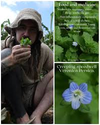 Attēlu rezultāti vaicājumam “Veronica persica leaf”