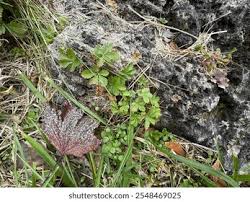 Attēlu rezultāti vaicājumam “Potentilla erecta leaf”