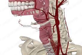 Attēlu rezultāti vaicājumam “Cribraria piriformis young”
