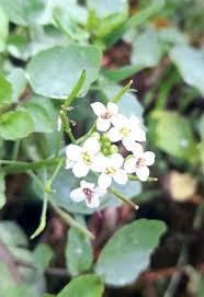 Image result for Rorippa nasturtium-aquaticum