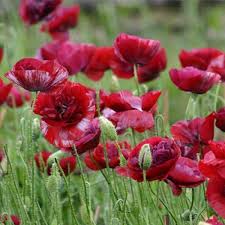 Image result for Papaver rhoeas 'Shirley'