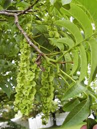 Attēlu rezultāti vaicājumam “Pterocarya fraxinifolia flower”