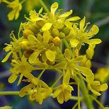 Image result for Isatis tinctoria