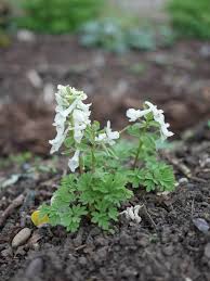 Attēlu rezultāti vaicājumam “Corydalis solida leaf”