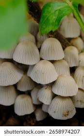 Attēlu rezultāti vaicājumam “Coprinus disseminatus”
