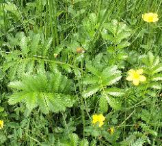 Image result for Potentilla anserina