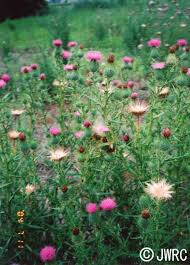 Attēlu rezultāti vaicājumam “Cirsium vulgare”