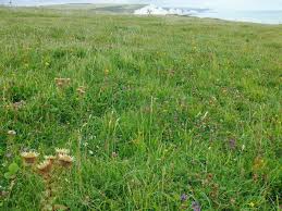 Attēlu rezultāti vaicājumam “Carlina vulgaris”