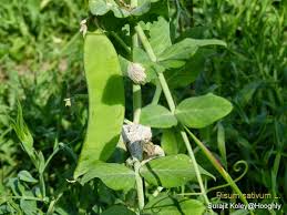 Attēlu rezultāti vaicājumam “Pisum sativum leaf”