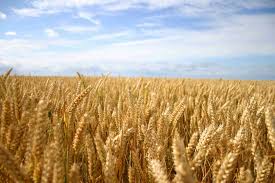 Image result for Weizen