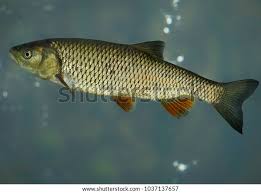 Image result for Squalius cephalus