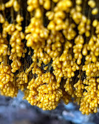 Attēlu rezultāti vaicājumam “Badhamia utricularis plasmodium”