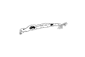 Attēlu rezultāti vaicājumam “Chironomidae larvae”