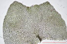 Attēlu rezultāti vaicājumam “Leiocolea collaris”