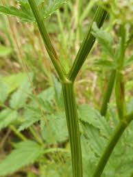 Image result for Pimpinella major