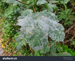 Attēlu rezultāti vaicājumam “Sawadaea tulasnei”