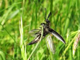 Attēlu rezultāti vaicājumam “Ctenicera pectinicornis male”