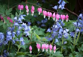 Image result for tränendes Herz