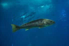 Image result for Argyrosomus regius