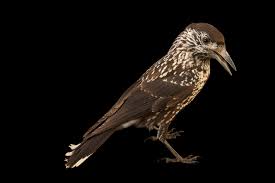 Image result for Nucifraga caryocatactes