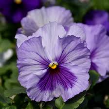 Image result for Viola wittrockiana