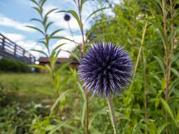 Attēlu rezultāti vaicājumam “Echinops sphaerocephalus flower”