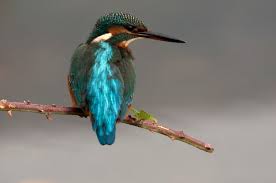 Attēlu rezultāti vaicājumam “Alcedo atthis adult”