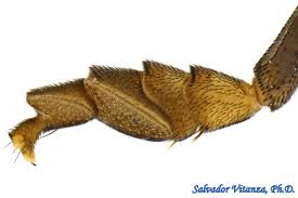 Attēlu rezultāti vaicājumam “Platypezidae”