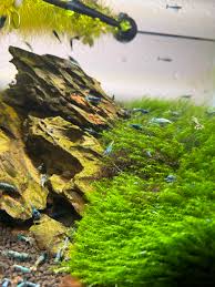 Attēlu rezultāti vaicājumam “Fissidens arnoldii macro”