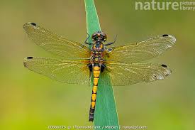 Attēlu rezultāti vaicājumam “Leucorrhinia pectoralis”