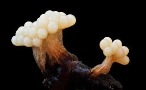 Attēlu rezultāti vaicājumam “Oligonema sp.”