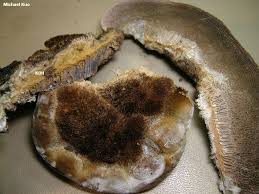 Attēlu rezultāti vaicājumam “Coriolopsis trogii”