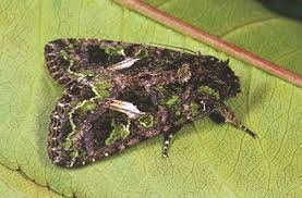 Attēlu rezultāti vaicājumam “Trachea atriplicis”