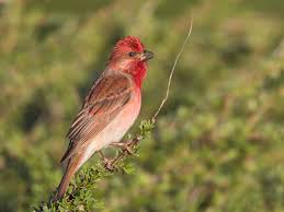 Attēlu rezultāti vaicājumam “Carpodacus erythrinus”