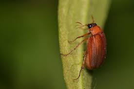 Attēlu rezultāti vaicājumam “Serica brunnea”