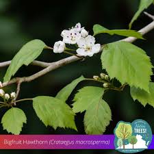 Attēlu rezultāti vaicājumam “Crataegus macracantha flower”