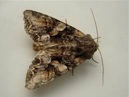 Attēlu rezultāti vaicājumam “Lacanobia contigua imago”