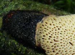 Attēlu rezultāti vaicājumam “Dichomitus campestris”