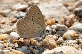 Attēlu rezultāti vaicājumam “Agrodiaetus amandus”