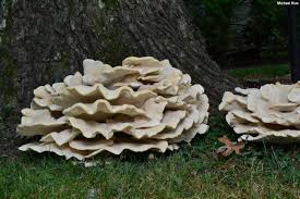 Attēlu rezultāti vaicājumam “Bondarzewia mesenterica”