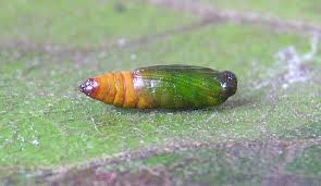 Attēlu rezultāti vaicājumam “Eupithecia exiguata”