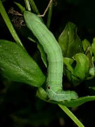 Attēlu rezultāti vaicājumam “Deilephila porcellus”