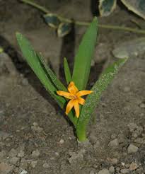 Attēlu rezultāti vaicājumam “Colchicum luteum flower”