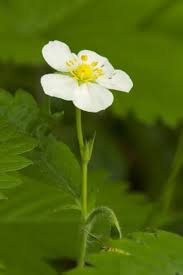 Attēlu rezultāti vaicājumam “Fragaria vesca flower”