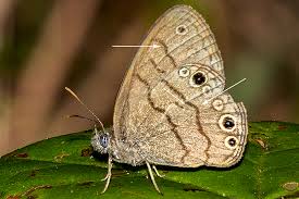 Attēlu rezultāti vaicājumam “Cribraria intricata stalked”