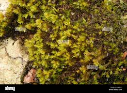 Attēlu rezultāti vaicājumam “Racomitrium canescens sporophyte”